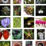 As 20 flores mais magníficas do mundo
