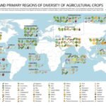 Mapa da origem dos alimentos – De onde vêm o abacaxi, a mandioca e o alho?